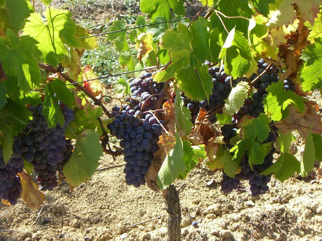 Les Heures Claires Cahuzac-sur-Vère Kültér fotó